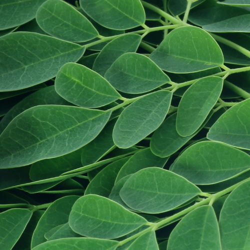 Moringa Oleifera leaves